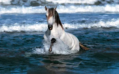Тяжеловозы - самые большие и сильные лошади (20 фото) | Тяжеловозы, Красивые  лошади, Лошадиные породы