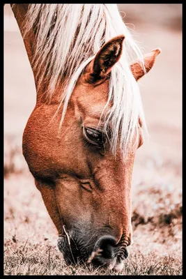 крупным планом изображение красивой лошади, красивые фотографии лошадей в  полном размере, лошадь, красивый фон картинки и Фото для бесплатной загрузки