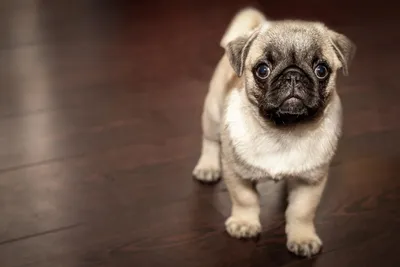 Самые милые среди самых маленьких: топ-7 самых красивых мелких пород собак  | Пёсик чёрный носик | Дзен