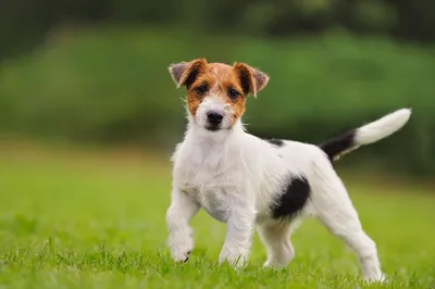 Топ-15 самых милых пород собак в мире