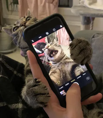 13 смешных фото котов, которых сняли в неудачный момент | Приколы | OBOZ.UA