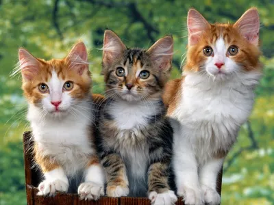 25 смешных котов, которые наотрез отказываются вести себя как нормальные  животные (26 фото + 1 гиф) » Невседома