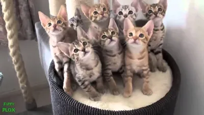 Смешные коты фото: топ-10 забавных фото хвостатых любимцев - World Cat Day,  всемирный день кошек, животные, юмор | Обозреватель | OBOZ.UA