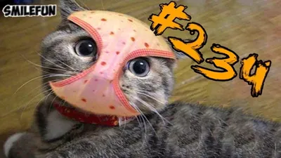 КОШКИ 2021 Смешные коты приколы с котами до слез – Смешные кошки – Funny  Cats | SmileFun | Дзен