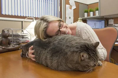 Фрикаделька (Meatball) - самый толстый кот в Аризоне, США • Знаменитые кошки