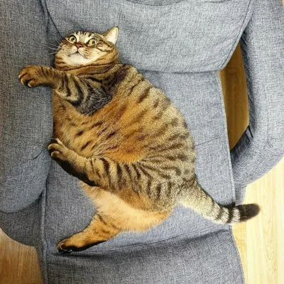 Смешной толстый кот - 72 фото