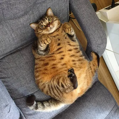 Очень толстые коты - 74 фото