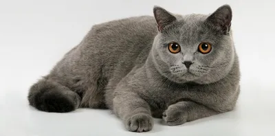 Британская короткошерстная - «Жутко ленивые и безразличные коты. Толстые  домашние тюфяки.» | отзывы