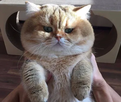 Очень толстый кот в большом вязаном…» — создано в Шедевруме