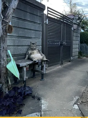 Очень толстые коты (48 Фото) » Триникси