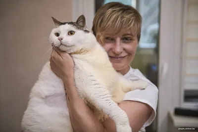 толстый кот жирные коты очень толстые коты жирный кот / смешные картинки и  другие приколы: комиксы, гиф анимация, видео, лучший интеллектуальный юмор.