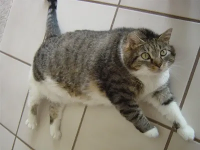 Загорающий» на остановке толстый рыжий кот попал в субботнее видео в Ростове