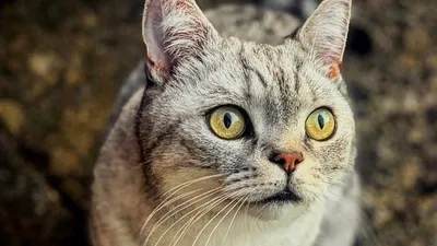 Ленивые и прекрасные: как выглядят лучшие в мире толстые коты