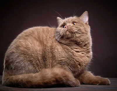 Фрикаделька (Meatball) - самый толстый кот в Аризоне, США • Знаменитые кошки
