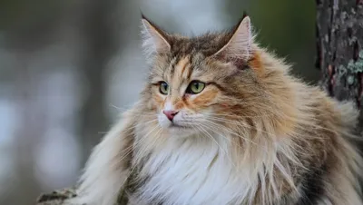 Вот Как Выглядит Самый Большой Кот в Мире - YouTube