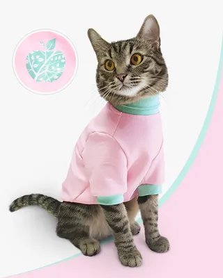 Толстовка для кошек и котят Яблоко / Одежда для собак мелких пород / Одежда  для кошек сфинкс - купить с доставкой по выгодным ценам в интернет-магазине  OZON (470535648)