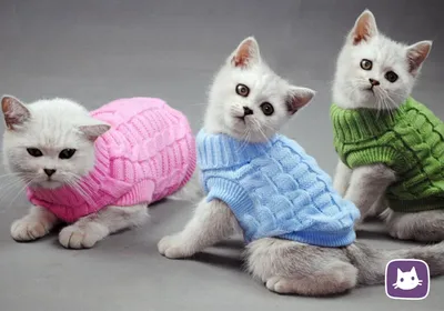 Купить Теплая одежда для кошек, зимнее пальто для домашних животных,  щенков, котят, куртка для маленьких и средних собак, кошек, чихуахуа,  йоркширская одежда, костюм, розовый, S-2XL | Joom