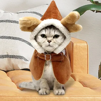 Зимняя одежда для кошек - картинки и фото koshka.top
