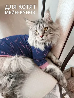 Утепленная куртка Одежда для кошек - Zezelife