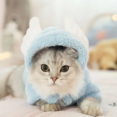 Осенне-зимняя теплая пижама для кошек, милая ветрозащитная одежда для  четвероногих домашних животных с кондиционером, одежда для котят, щенков,  собак, Тедди, одежда для кошек – лучшие товары в онлайн-магазине Джум Гик