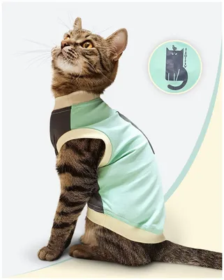 Футболка для кошек и котят / Я добряу 2 / одежда для кошек сфинкс /  толстовка для кошки / одежда для собак мелких пород — купить по низкой цене  на Яндекс Маркете