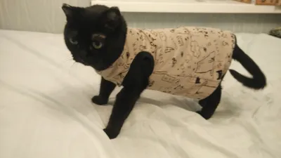 Одежда для кошки | Пикабу