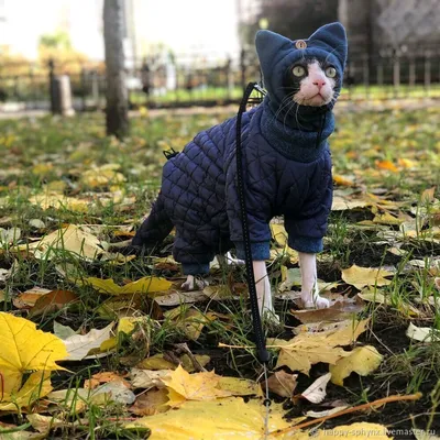 Утепленная куртка Одежда для кошек - Zezelife