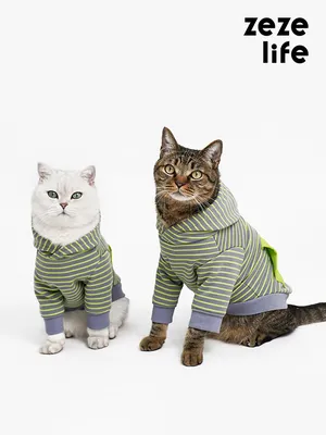 Одежда для кошек Пчелка с капюшоном (ID#602331451), цена: 375 ₴, купить на  Prom.ua