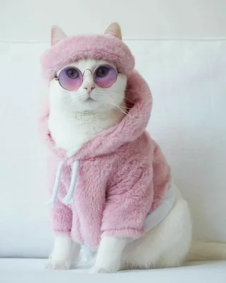 Одежда для котов (кошек) - купить в Киеве: цена, отзывы | ROZETKA