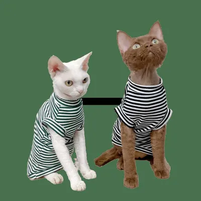 Купить Костюм для косплея кошки, одежда для домашних животных, модная одежда  в стиле «Пираты Карибского моря», костюм на Хэллоуин со шляпой, костюм,  одежда для кошек | Joom