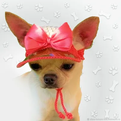 Дождевик для маленьких собак мелких пород Комбинезон Одежда для собак  светоотражающий (ID#1709032379), цена: 486 ₴, купить на Prom.ua