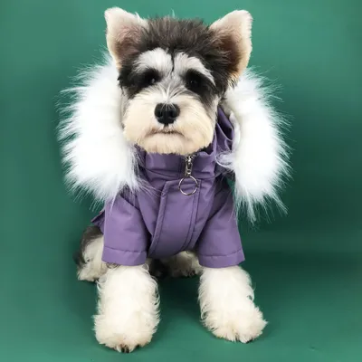 Белый/черный и фиолетовый цвет; Зимняя одежда для собак для маленьких собак,  одежда для собак домашних животных одежда панель в форме французского  бульдога пуховик костюм для мопса щенок | AliExpress