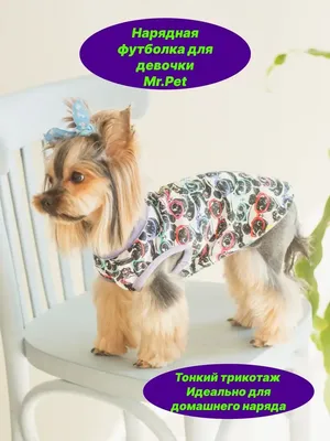 Одежда для собак мелких пород, одежда для маленьких собак: 250 грн. -  Зоотовары Киев на Olx