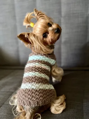 Костюм для маленьких собак, серо-розового цвета - Димон-Камон, одежда для  собак