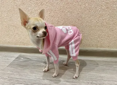 Одежда для собак; чихуахуа - купить с доставкой по выгодным ценам в  интернет-магазине OZON (1034956899)