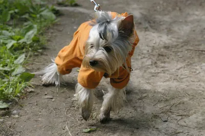 Одежда для собак теплая одежда для домашних животных зимний костюм для  собаки Двусторонняя Куртка для питомца для маленьких средних и больших собак  чихуахуа Бульдог | AliExpress