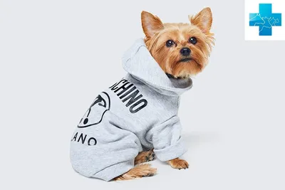 Пальто для собаки,Одежда для собак мелких средних крупных пород жилет  костюм - купить с доставкой по выгодным ценам в интернет-магазине OZON  (1291488647)