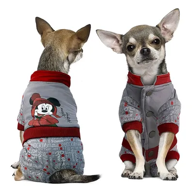 Одежда для собак - куртка/дождевик в стиле Burberry - Первая примерка