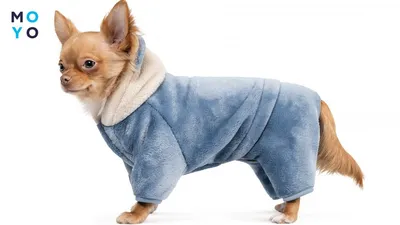 Купить Одежда для маленьких собак, непромокаемая одежда для собак, куртка  для щенков, зимний теплый жилет, пальто для собак, одежда для чихуахуа,  французского бульдога | Joom