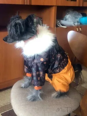 Плюшевый комбинезон для маленьких собак костюм динозавра Зеленый, домашняя  теплая одежда для животных (ID#1724478912), цена: 374 ₴, купить на Prom.ua