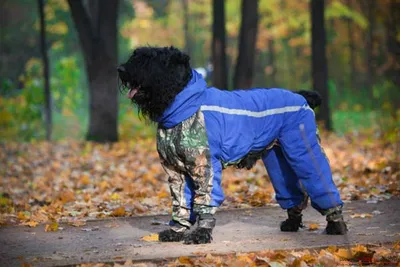 Новая одежда для собак, эластичный свитер для маленькой модели, модное  пальто, куртка, одежда для бульдога, мопса с D-образным кольцом и  отверстием, серый, желтый | AliExpress