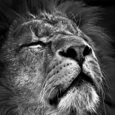 Грустный лев картинки - 58 фото
