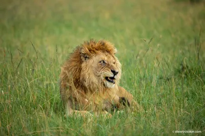 Одинокий лев, гордо стоящий стоковое фото ©veloliza 151784814