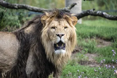 Одинокий лев, гордо стоящий стоковое фото ©veloliza 151784826