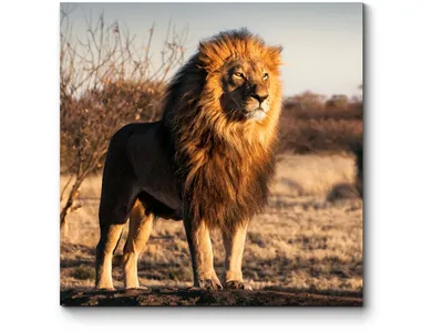 Картина \"Одинокий лев скучает на камне\" 70х50 см - купить по низкой цене в  интернет-магазине OZON (1263231962)