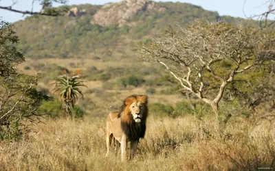 Зоозащитники спасли льва, который провёл 6 лет в клетке в полном  одиночестве (45 фото) » Невседома