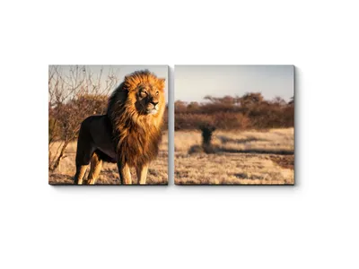 Самый одинокий лев в мире» вернулся в Африку » Кошка Ветра