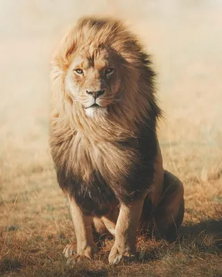 Лев на горе - красивые фото
