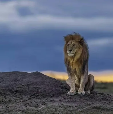 4 льва против мангуста: один в поле воин! – K-News