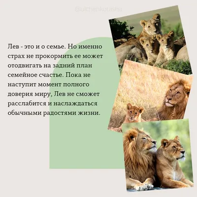 Модульная картина Одинокий лев - купить по выгодной цене в  интернет-магазине OZON (678963415)